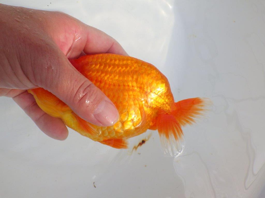 【 上位入賞独占ブリーダー】二歳まで温存!! 当歳らんちゅう 東大関系統 約16㎝  メス?