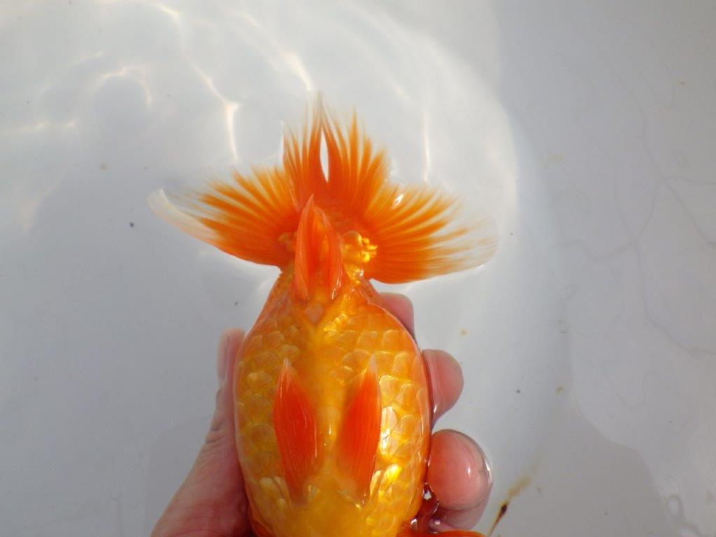 【 上位入賞独占ブリーダー】二歳まで温存!! 当歳らんちゅう 東大関系統 約16㎝  メス?