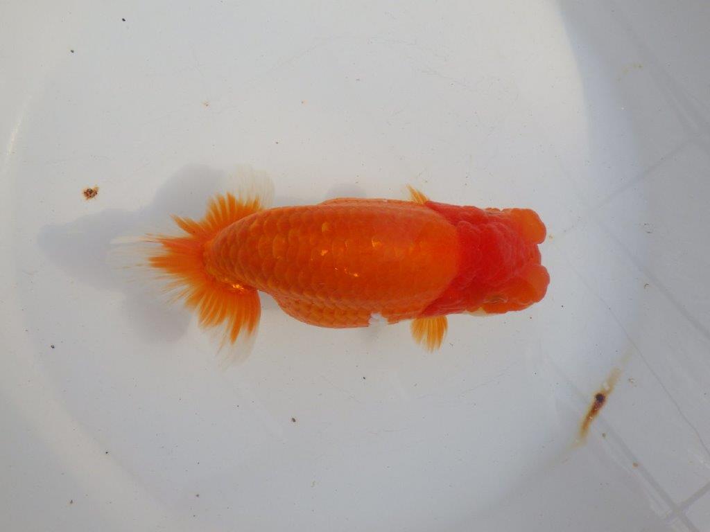 【 上位入賞独占ブリーダー】当歳の部では大きすぎます 当歳らんちゅう 東大関系統 約16,5㎝ メス?