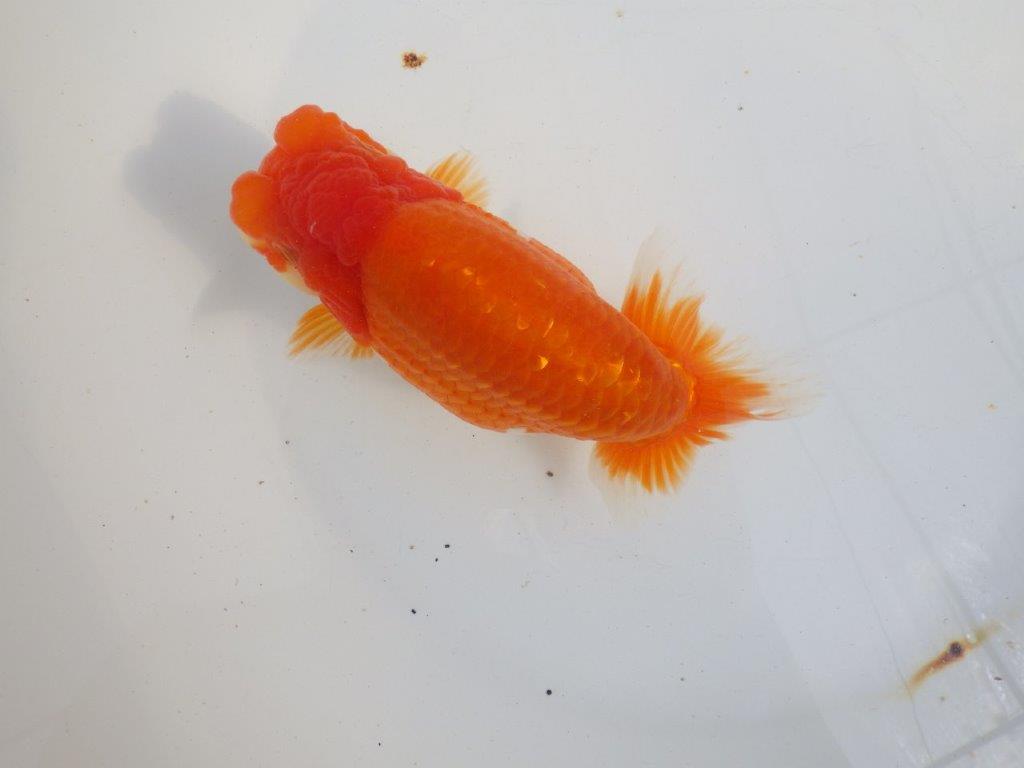 【 上位入賞独占ブリーダー】当歳の部では大きすぎます 当歳らんちゅう 東大関系統 約16,5㎝ メス?