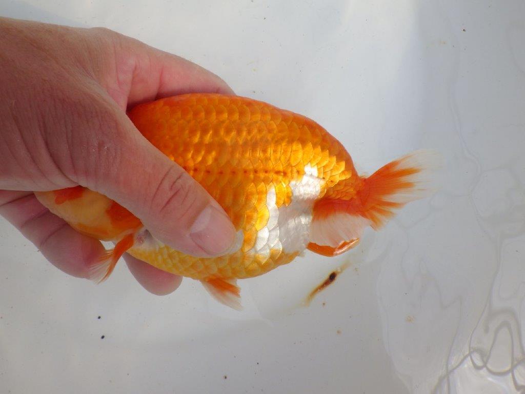 【 上位入賞独占ブリーダー】当歳の部では大きすぎます 当歳らんちゅう 東大関系統 約16,5㎝ メス?