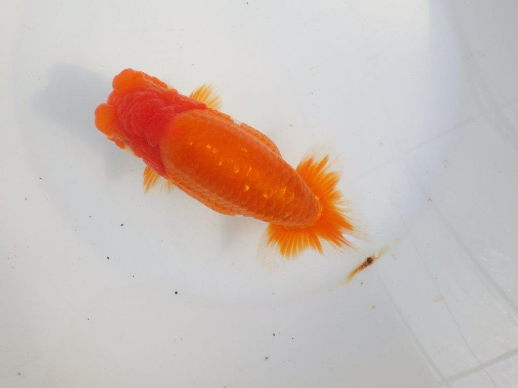 【 上位入賞独占ブリーダー】当歳の部では大きすぎます 当歳らんちゅう 東大関系統 約16,5㎝ メス?