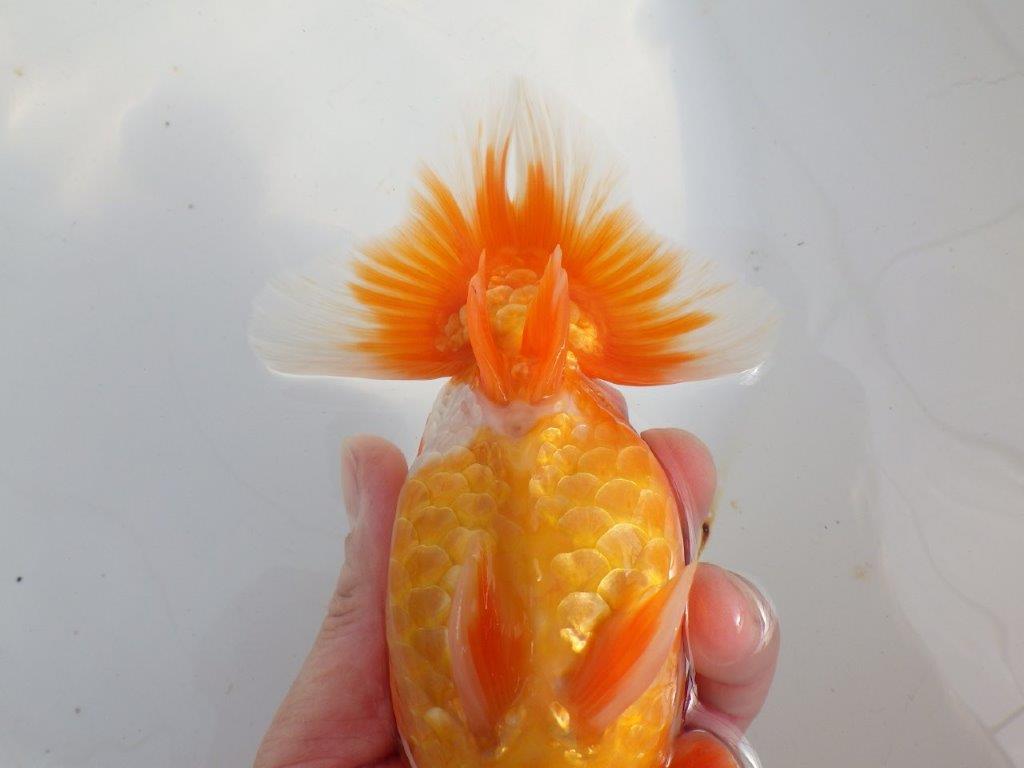 【 上位入賞独占ブリーダー】当歳の部では大きすぎます 当歳らんちゅう 東大関系統 約16,5㎝ メス?