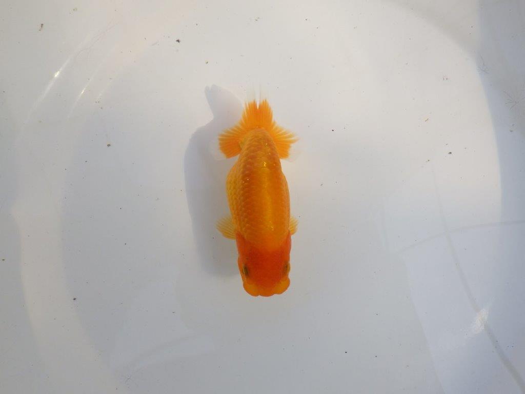 【 愛知超優良系統様】尾構え最高!背も綺麗でこれからの魚! 約11,5㎝ メス?