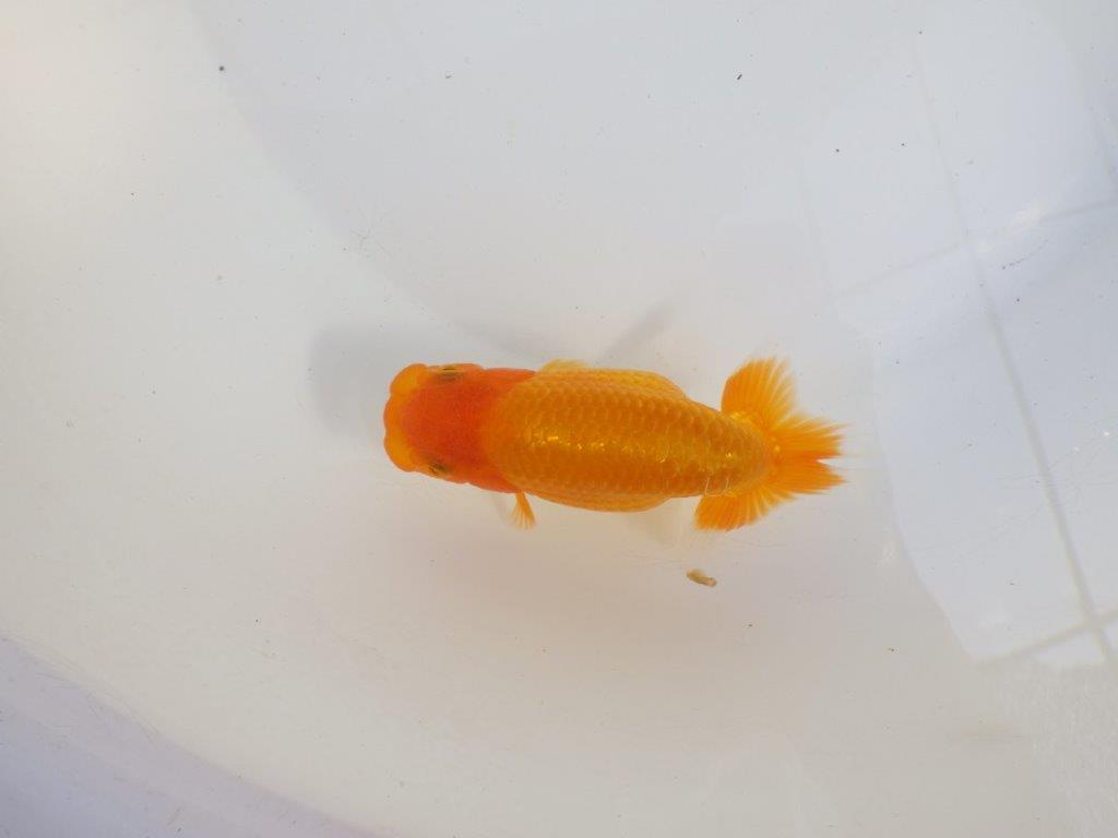 【 愛知超優良系統様】尾構え最高!背も綺麗でこれからの魚! 約11,5㎝ メス?