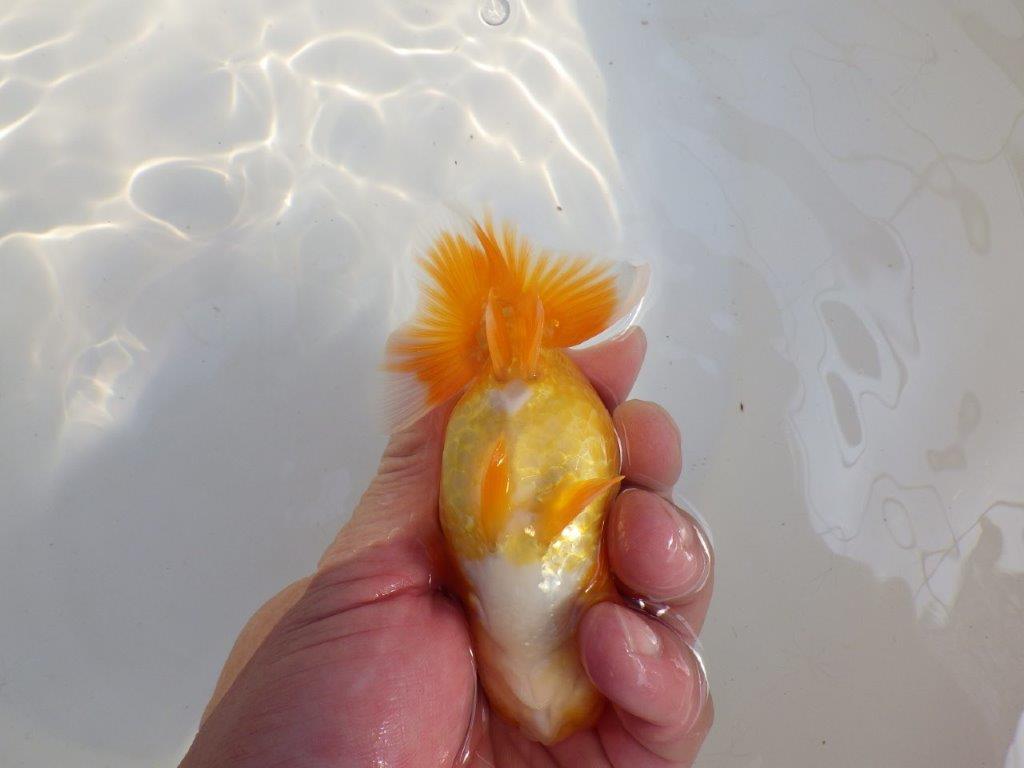 【 愛知超優良系統様】尾構え最高!背も綺麗でこれからの魚! 約11,5㎝ メス?