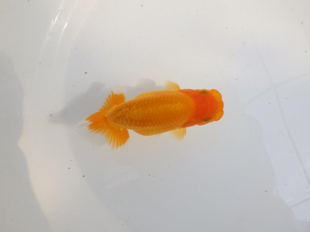 【 愛知超優良系統様】尾構え最高!背も綺麗でこれからの魚! 約11,5㎝ メス?