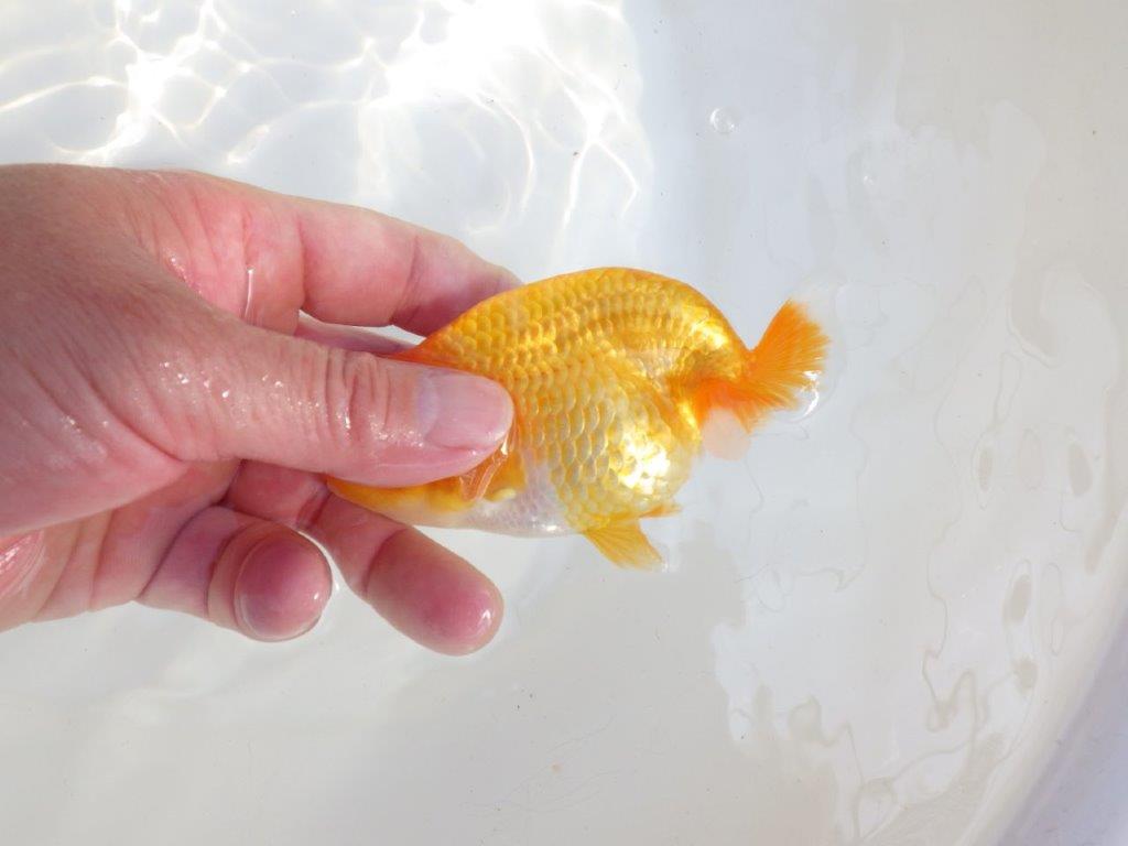 【 愛知超優良系統様】尾構え最高!背も綺麗でこれからの魚! 約11,5㎝ メス?