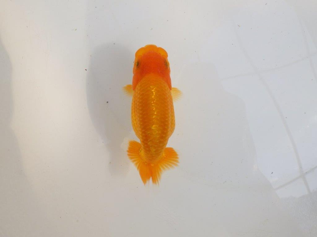 【 愛知超優良系統様】尾構え最高！背も綺麗でこれからの魚！　約11,5㎝  メス？の上身