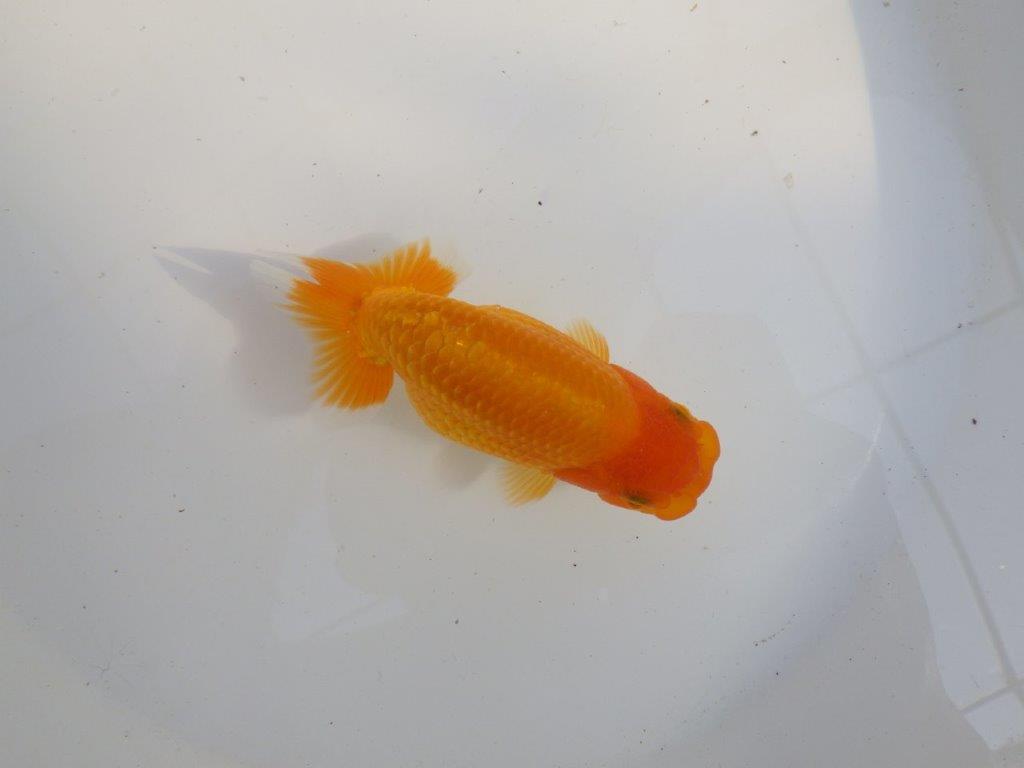 【 愛知超優良系統様】尾構え最高!背も綺麗でこれからの魚! 約11,5㎝ メス?