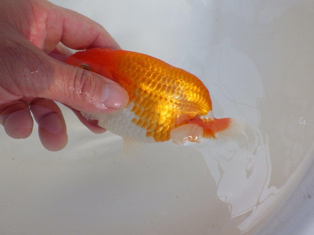 【 愛知超優良系統様】前がかりの効いた尾をご堪能ください 約14㎝