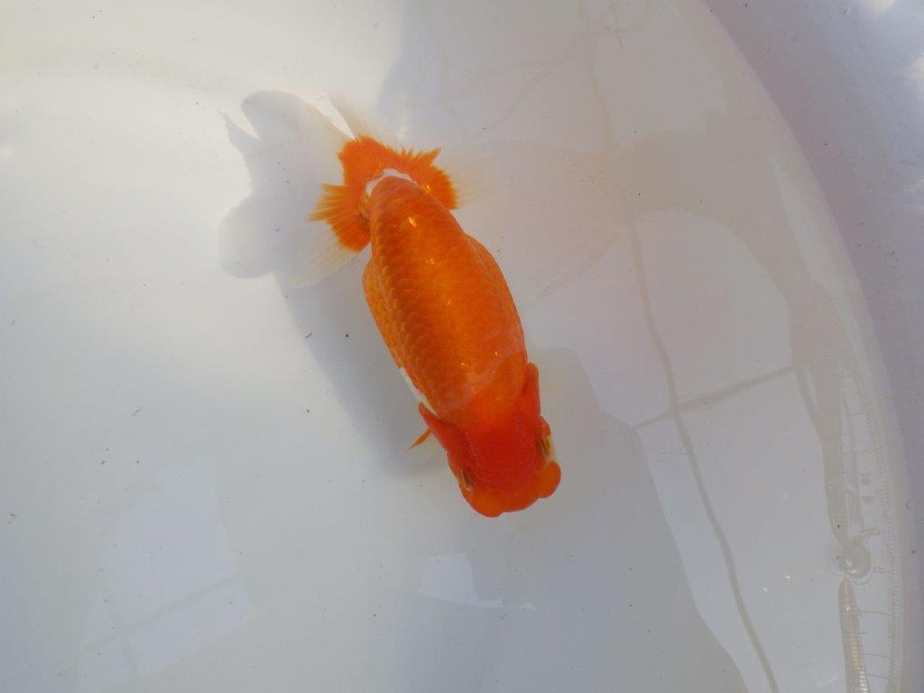 【 愛知超優良系統様】前がかりの効いた尾をご堪能ください 約14㎝