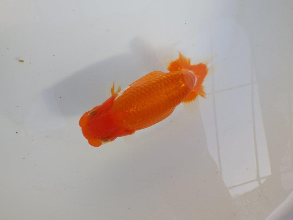 【 愛知超優良系統様】前がかりの効いた尾をご堪能ください 約14㎝