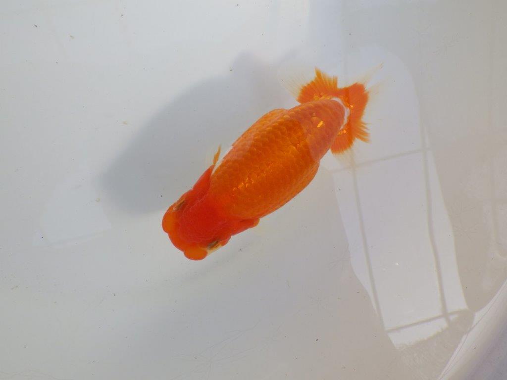 【 愛知超優良系統様】前がかりの効いた尾をご堪能ください　約14㎝の上身