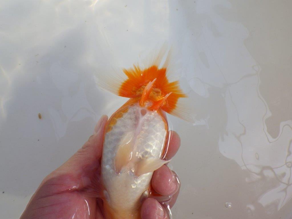 【 愛知超優良系統様】前がかりの効いた尾をご堪能ください 約14㎝