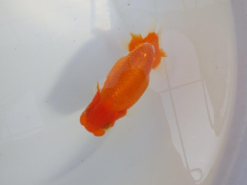 【 愛知超優良系統様】前がかりの効いた尾をご堪能ください 約14㎝