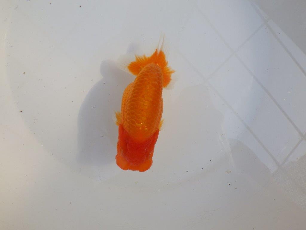 【 愛知超優良系統様】頭と尾張りが魅力的な一尾 約14㎝