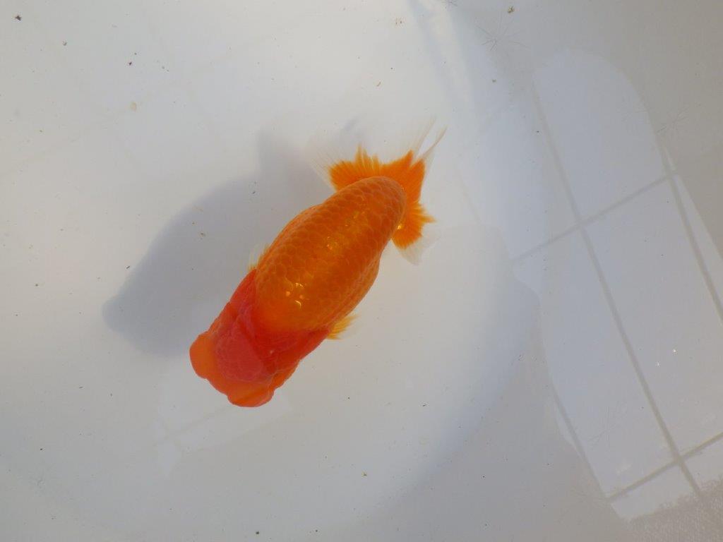 【 愛知超優良系統様】頭と尾張りが魅力的な一尾　約14㎝の上身