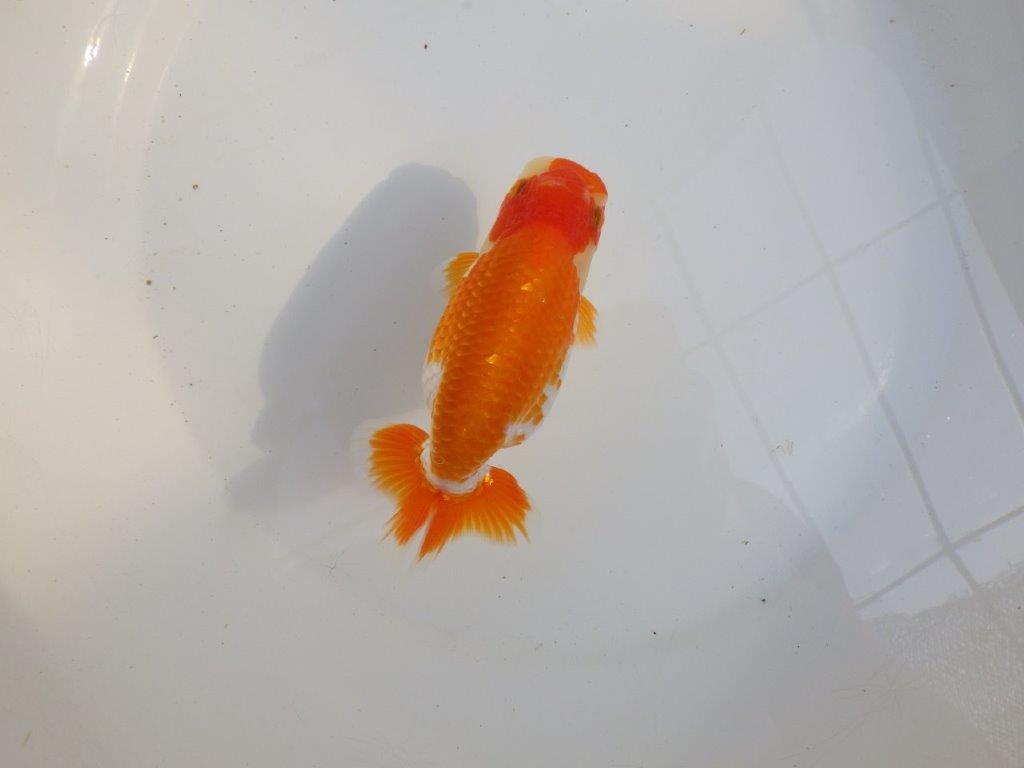 【 愛知超優良系統様】味のある尾構えで今後も楽しめます　約13,5㎝