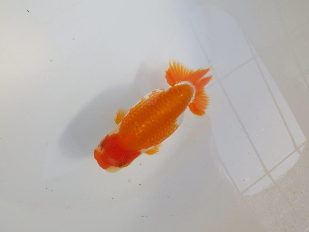 【 愛知超優良系統様】味のある尾構えで今後も楽しめます　約13,5㎝