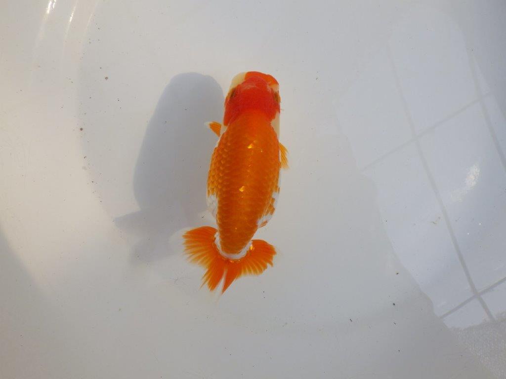 【 愛知超優良系統様】味のある尾構えで今後も楽しめます　約13,5㎝