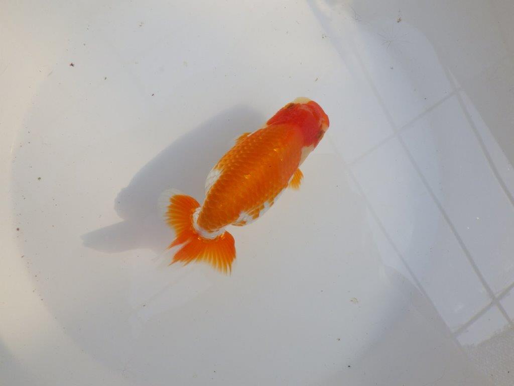 【 愛知超優良系統様】味のある尾構えで今後も楽しめます　約13,5㎝