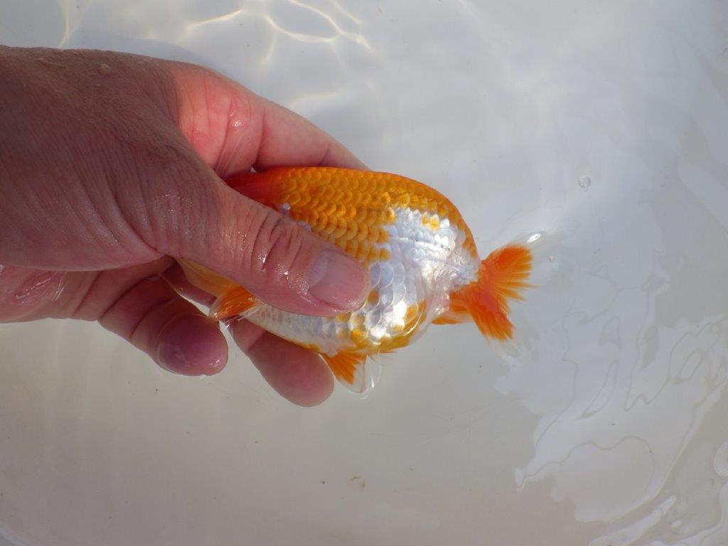 【 愛知超優良系統様】味のある尾構えで今後も楽しめます　約13,5㎝