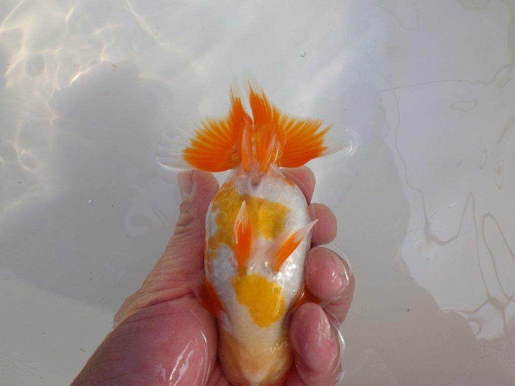 【 愛知超優良系統様】味のある尾構えで今後も楽しめます　約13,5㎝