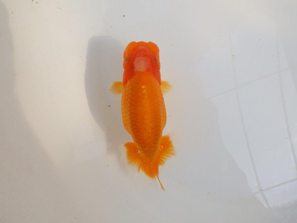 【 愛知超優良系統様】品評大会に向けていかがでしょうか 約13㎝ メス?