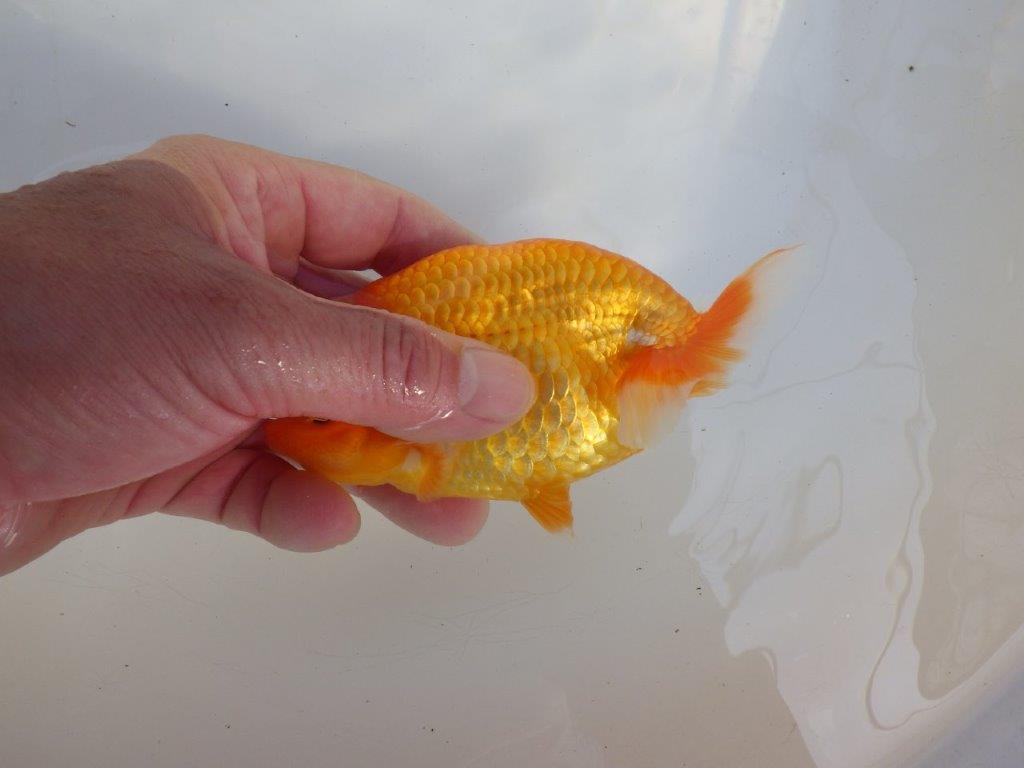 【 愛知超優良系統様】品評大会に向けていかがでしょうか 約13㎝ メス?