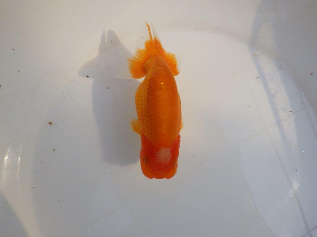 【 愛知超優良系統様】品評大会に向けていかがでしょうか 約13㎝ メス?