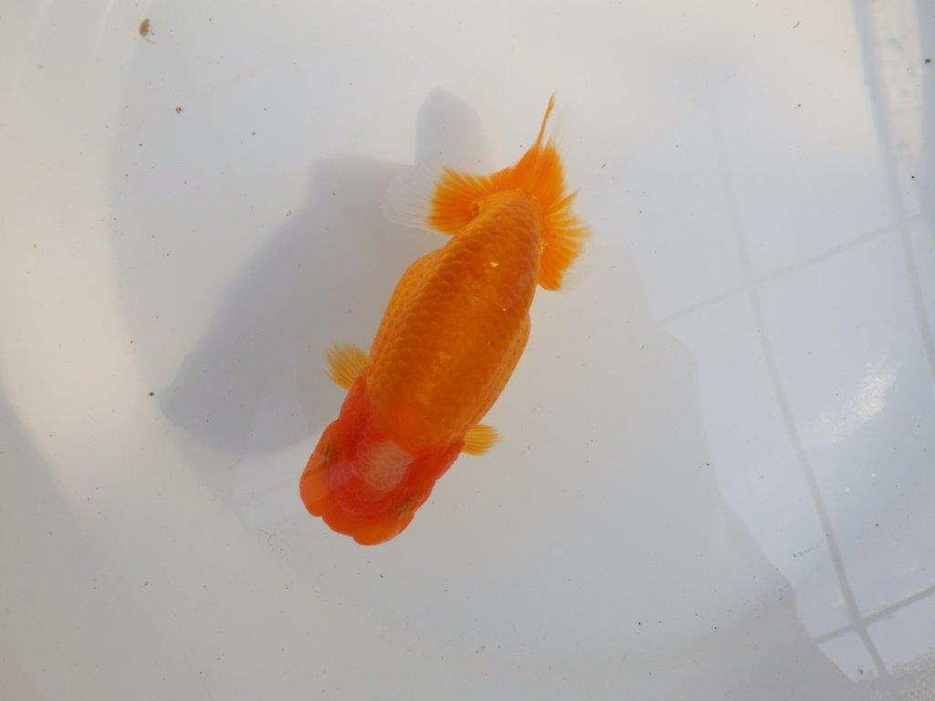 【 愛知超優良系統様】品評大会に向けていかがでしょうか 約13㎝ メス?