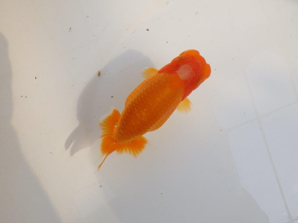 【 愛知超優良系統様】品評大会に向けていかがでしょうか 約13㎝ メス?