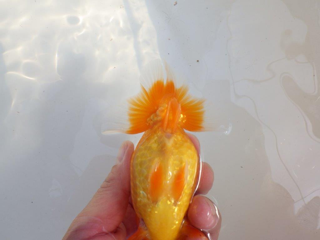 【 愛知超優良系統様】品評大会に向けていかがでしょうか 約13㎝ メス?