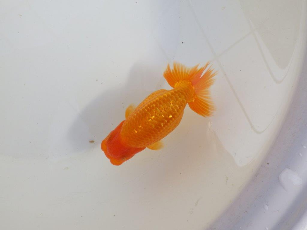 【 愛知超優良系統様】雰囲気抜群に良いです　約13㎝  オス？