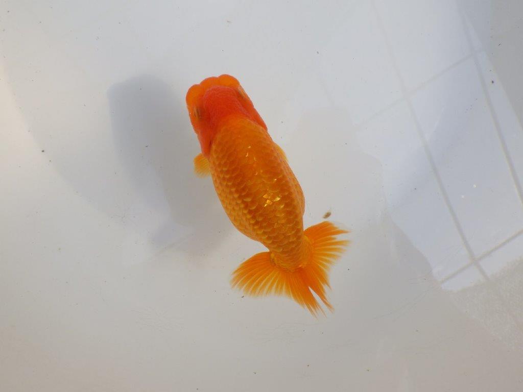 【 愛知超優良系統様】雰囲気抜群に良いです　約13㎝  オス？