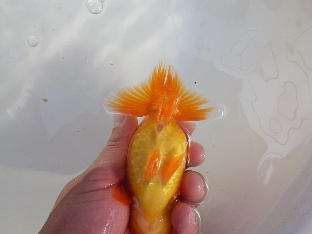 【 愛知超優良系統様】雰囲気抜群に良いです　約13㎝  オス？