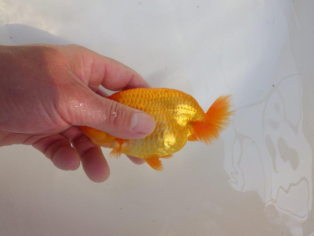 【 愛知超優良系統様】雰囲気抜群に良いです　約13㎝  オス？