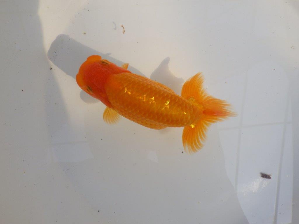 【 愛知超優良系統様】素晴らしい尾型、構えをしております 約14,5㎝ オス?