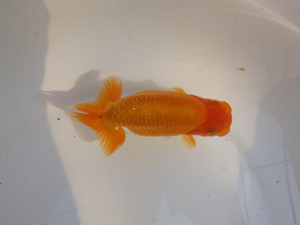 【 愛知超優良系統様】素晴らしい尾型、構えをしております 約14,5㎝ オス?