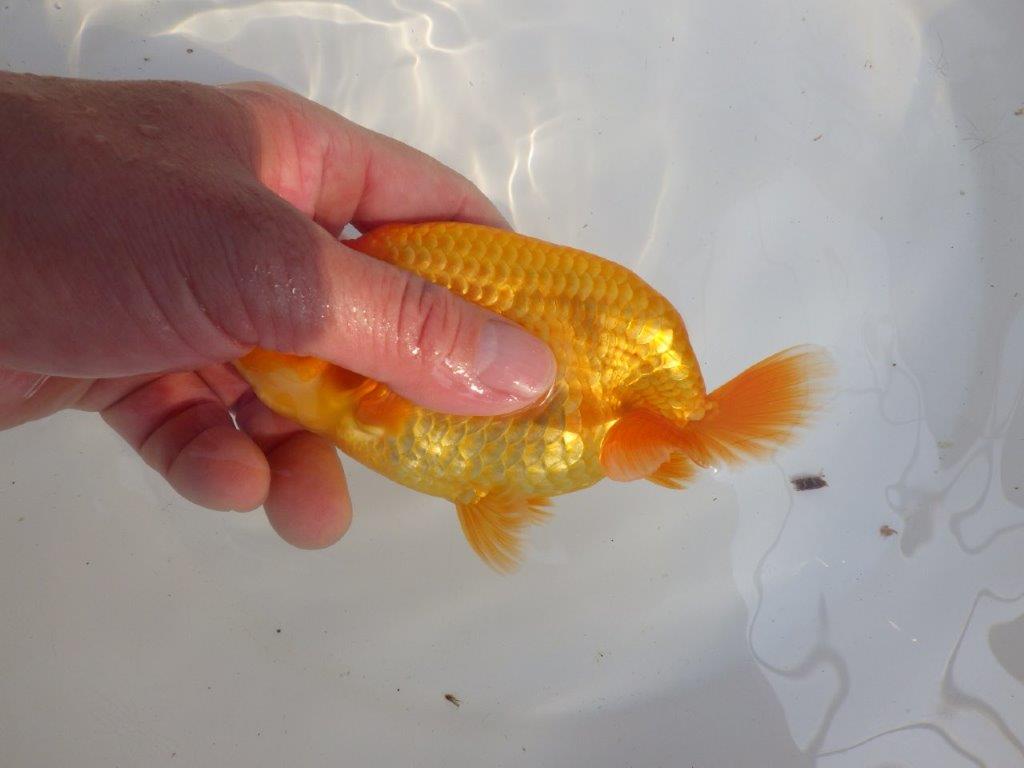 【 愛知超優良系統様】素晴らしい尾型、構えをしております 約14,5㎝ オス?