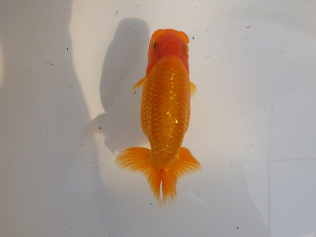 【 愛知超優良系統様】素晴らしい尾型、構えをしております 約14,5㎝ オス?