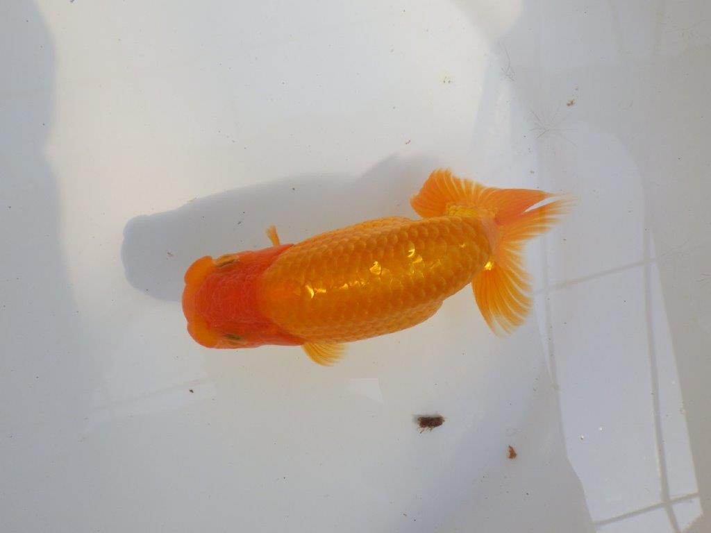 【 愛知超優良系統様】素晴らしい尾型、構えをしております 約14,5㎝ オス?