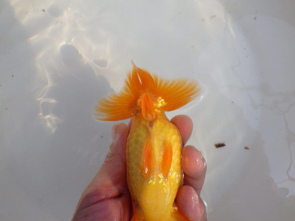 【 愛知超優良系統様】素晴らしい尾型、構えをしております 約14,5㎝ オス?