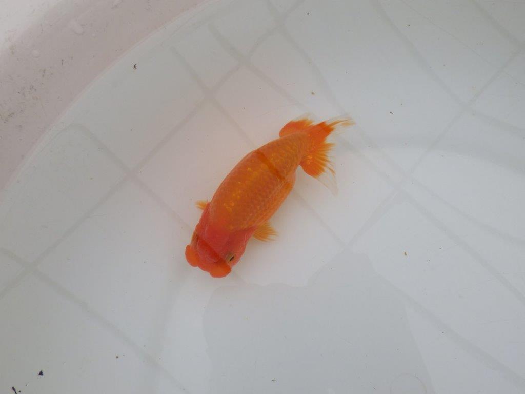 【全国大会優等賞獲得多数のブリーダー】フンタンの雰囲気の良いらんちゅう 約13㎝ メス?