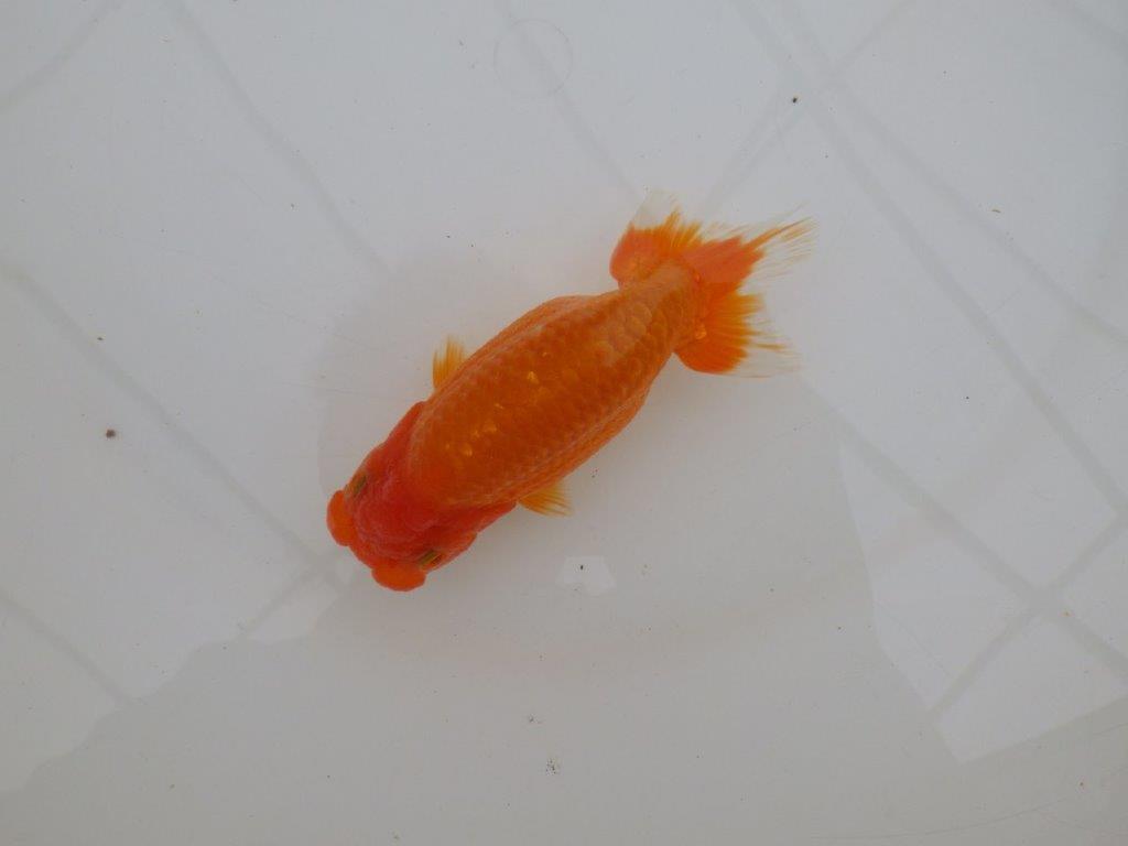 【全国大会優等賞獲得多数のブリーダー】フンタンの雰囲気の良いらんちゅう 約13㎝ メス?