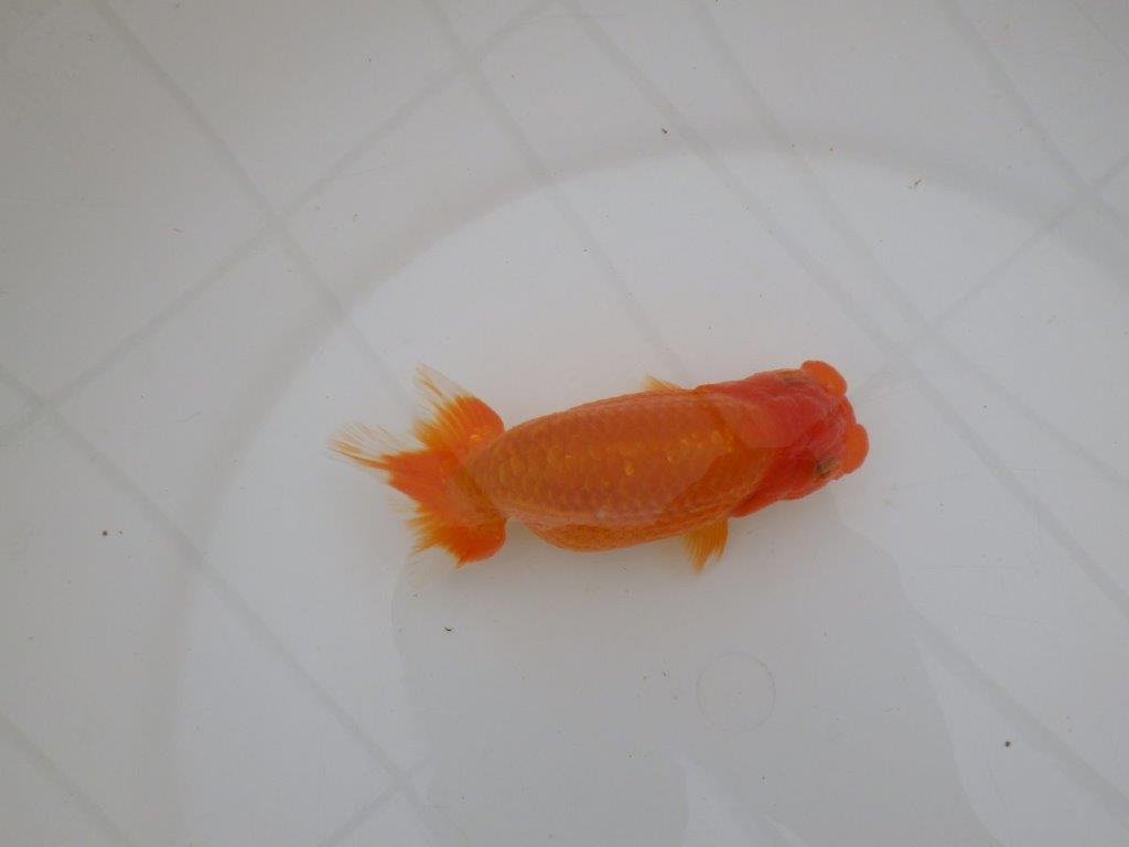 【全国大会優等賞獲得多数のブリーダー】フンタンの雰囲気の良いらんちゅう 約13㎝ メス?