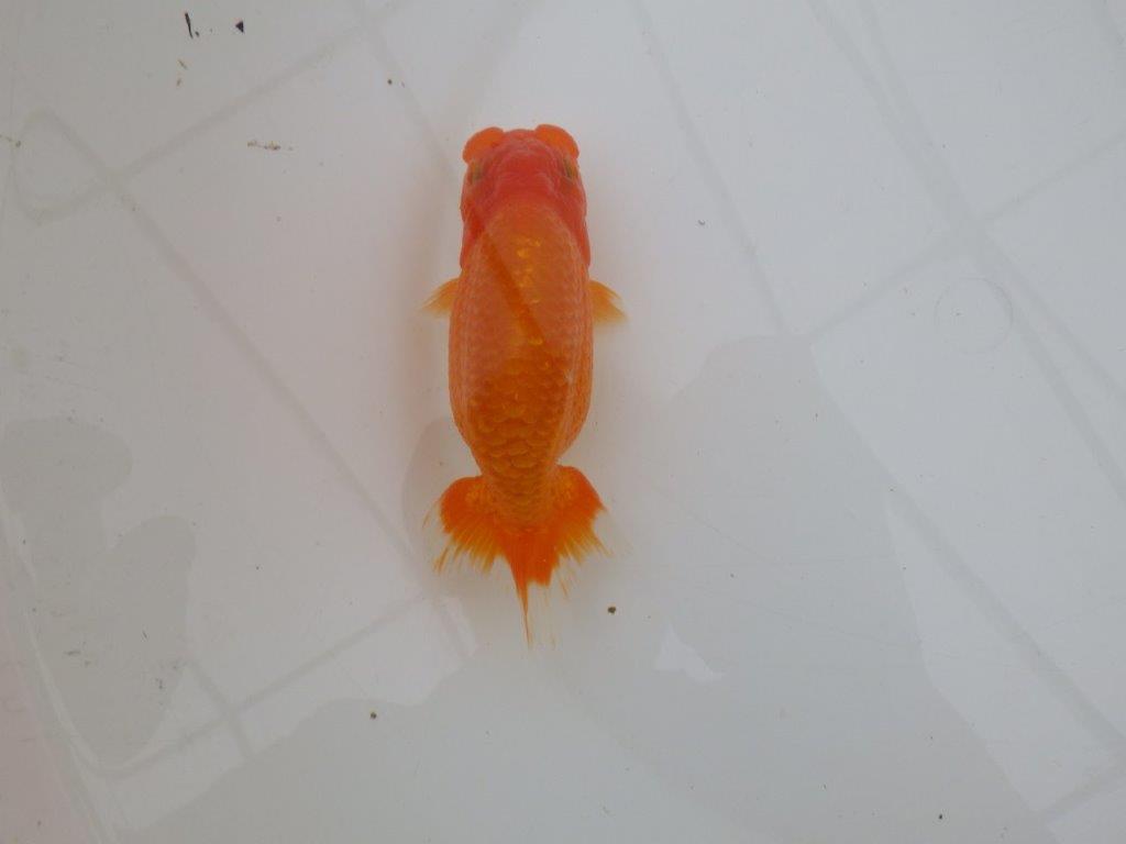 【全国大会優等賞獲得多数のブリーダー】フンタンの雰囲気の良いらんちゅう 約13㎝ メス?