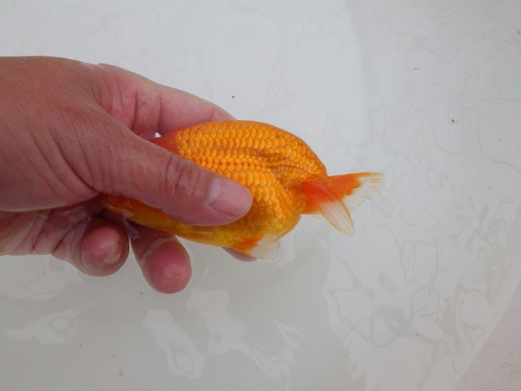 【全国大会優等賞獲得多数のブリーダー】フンタンの雰囲気の良いらんちゅう 約13㎝ メス?