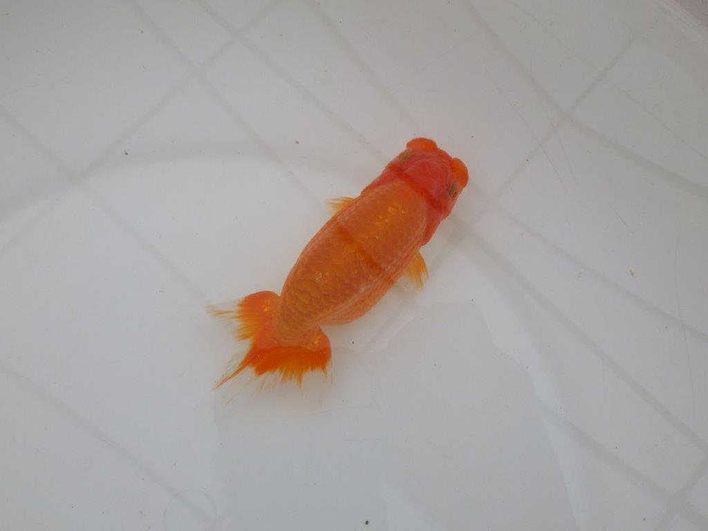 【全国大会優等賞獲得多数のブリーダー】フンタンの雰囲気の良いらんちゅう　約13㎝ メス？の上身